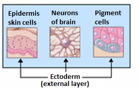 <p>Outermost embryonic germ layer from which epidermis and nervous tissue derive.</p>