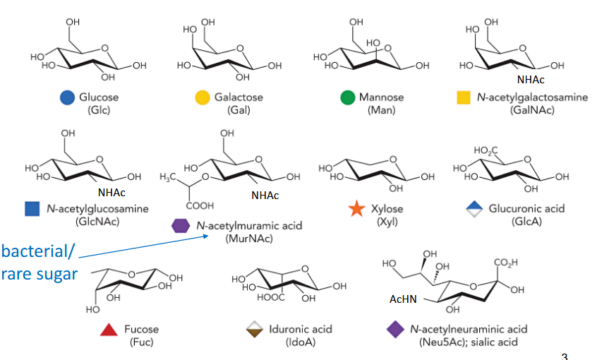<ul><li><p>glucose</p></li><li><p>galactose</p></li><li><p>mannose</p></li><li><p>N-acetylgalactosamine</p></li><li><p>N-acetylglucosamine</p></li><li><p>N-acetylmuramic acid</p></li><li><p>Xylose</p></li><li><p>glucuronic acid</p></li><li><p>fucose</p></li><li><p>iduronic acid</p></li><li><p>N-acetylneuraminic acid</p></li></ul><p></p>