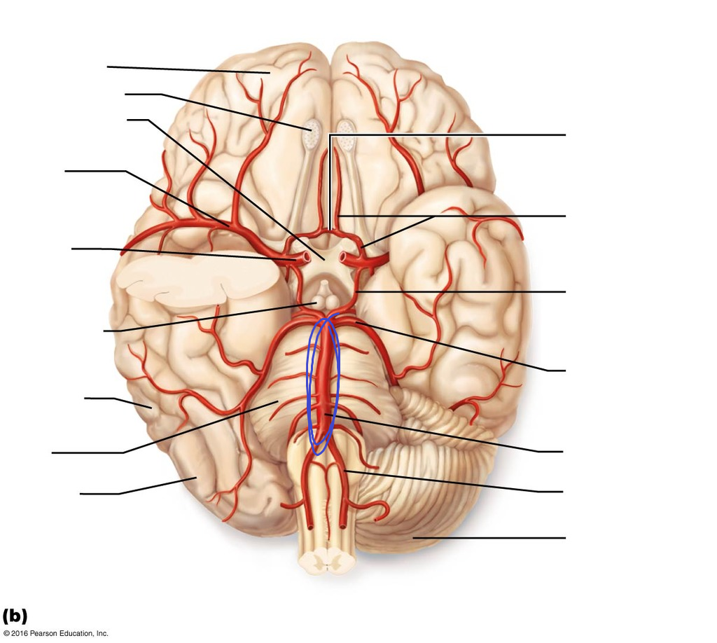 <p>either side of the vertebral arteries appear to “converge” to the middle at the base of the circle of willis</p>