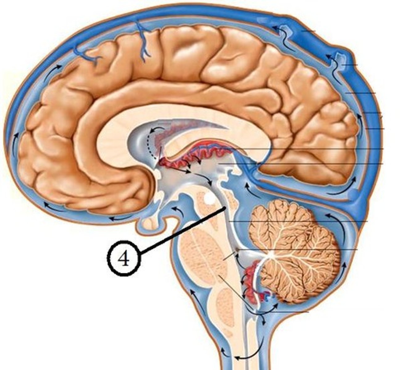 <p>connects the third and fourth ventricles</p>