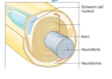 <p>Label the diagram</p>