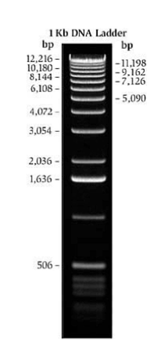 <p>known sized fragments of DNA used to determine the sizes of other pieces of DNA on a gel</p>