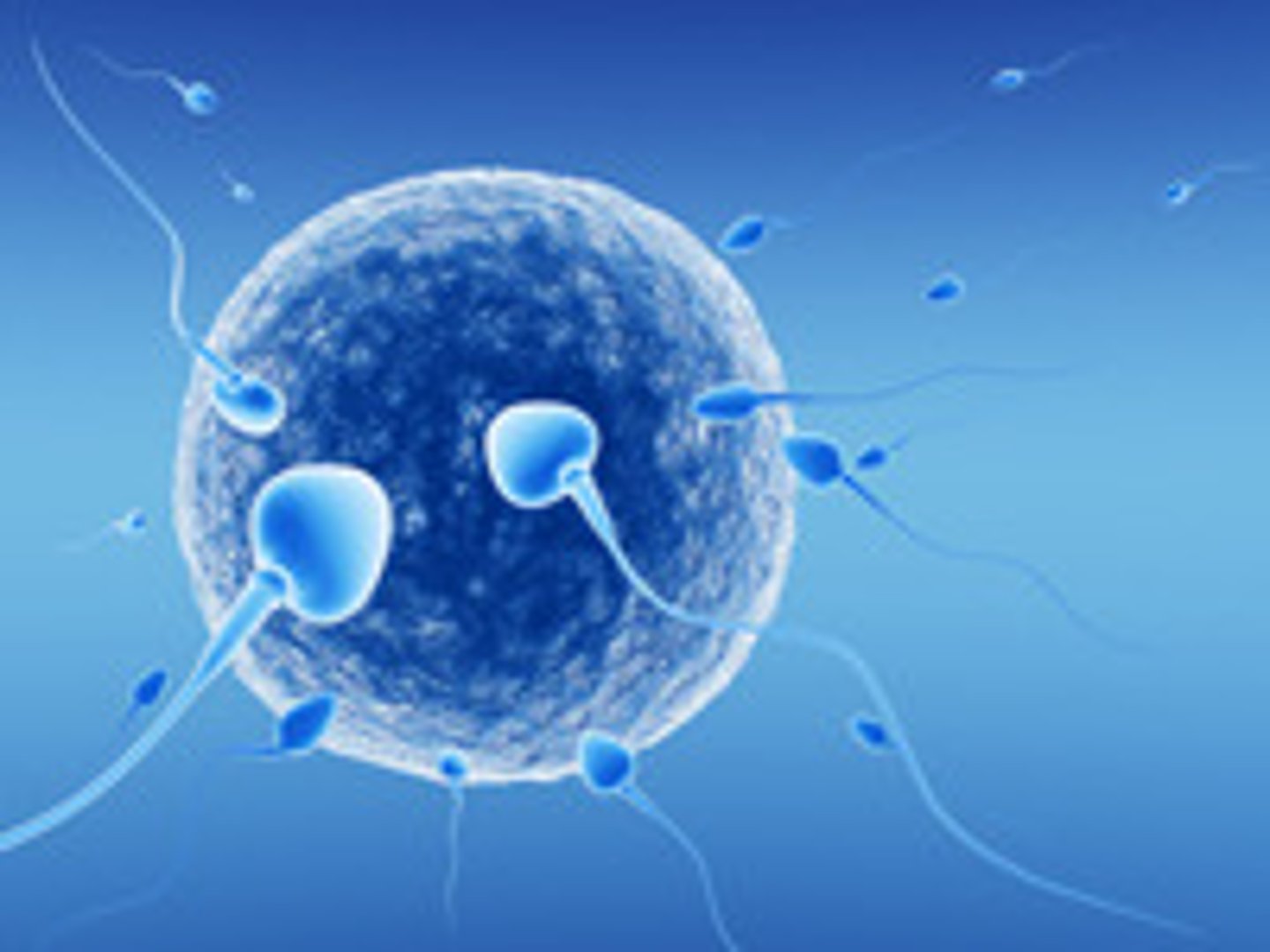 <p>sex cell Ex: eggs and sperm</p>