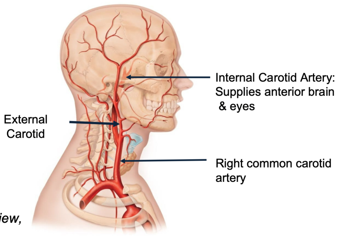 1. Right/left common carotid arteries both ascend into the neck and head and divide into internal/external carotid arteries
2. Internal and external carotid arteries feed the head, brain and orbital regions