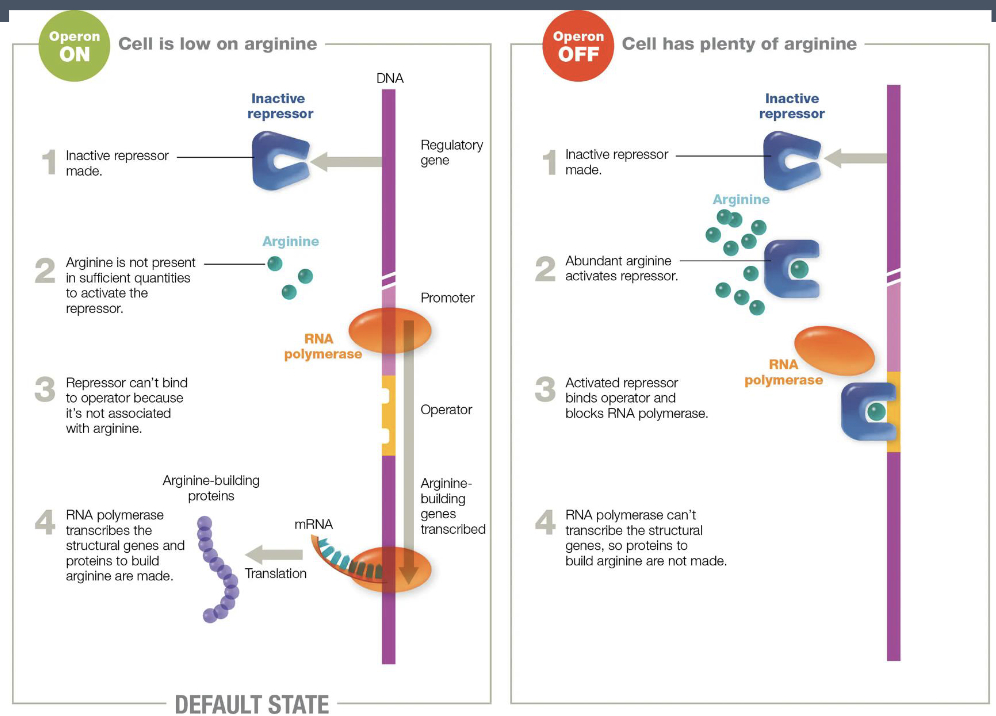 <ul><li><p>repressible operon - the structural genes are transcribed till they are turned off</p></li><li><p>regulated so that when arginine is present in the environment the genes for arginine synthesis are not expressed</p></li></ul><p></p>