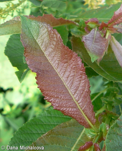 <p>Salix silesiaca</p>