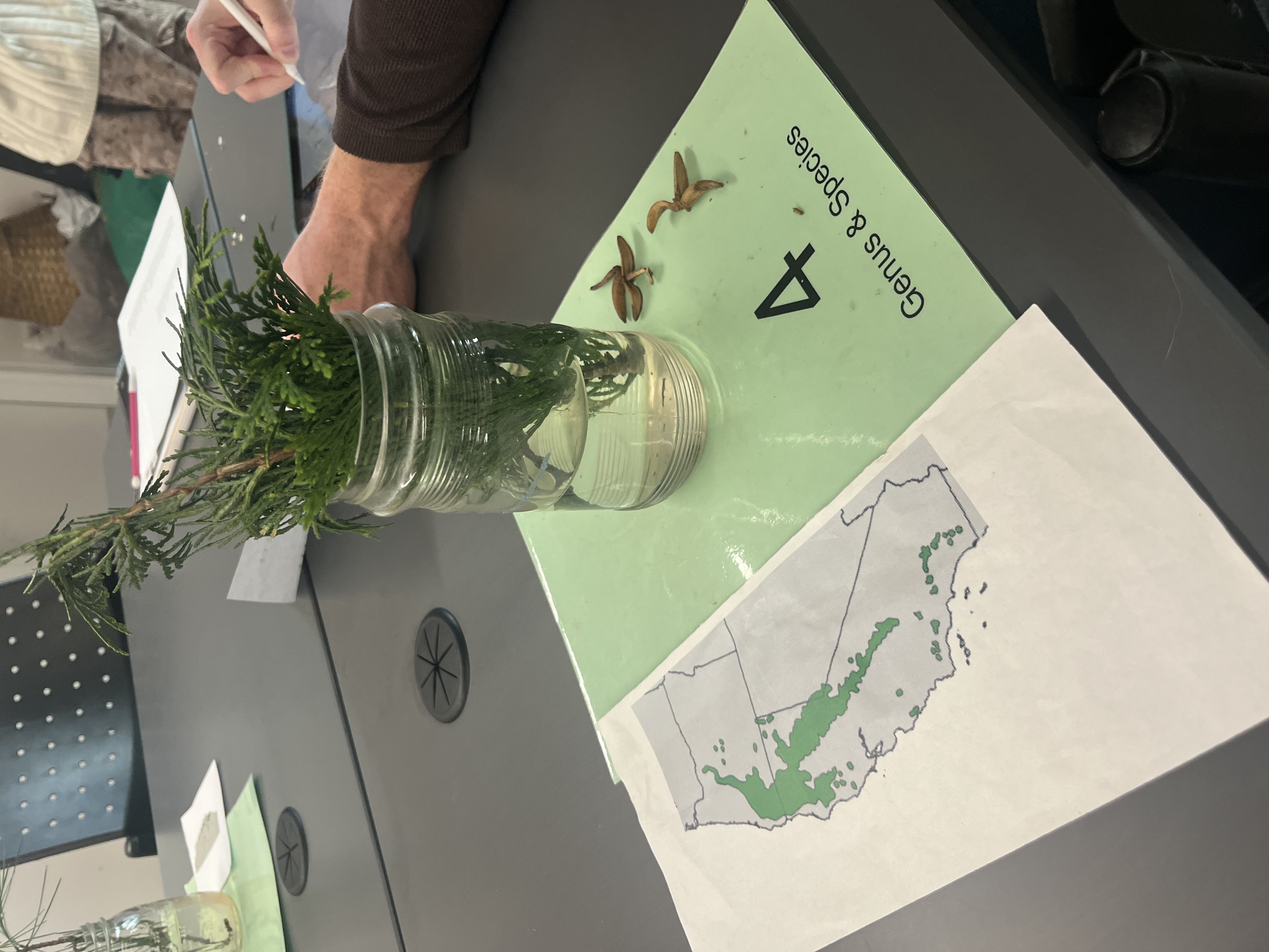 <p>cones are distinctly shaped. somewhat droopy scales leaves. </p>