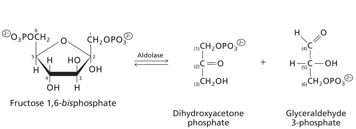 <p>Fructose 1,6 bisphosphate converted to Dihydroxyacetone phosphate and Glyceraldehyde 3-phosphate</p><p>Enzyme: Aldolase: A lyase </p>
