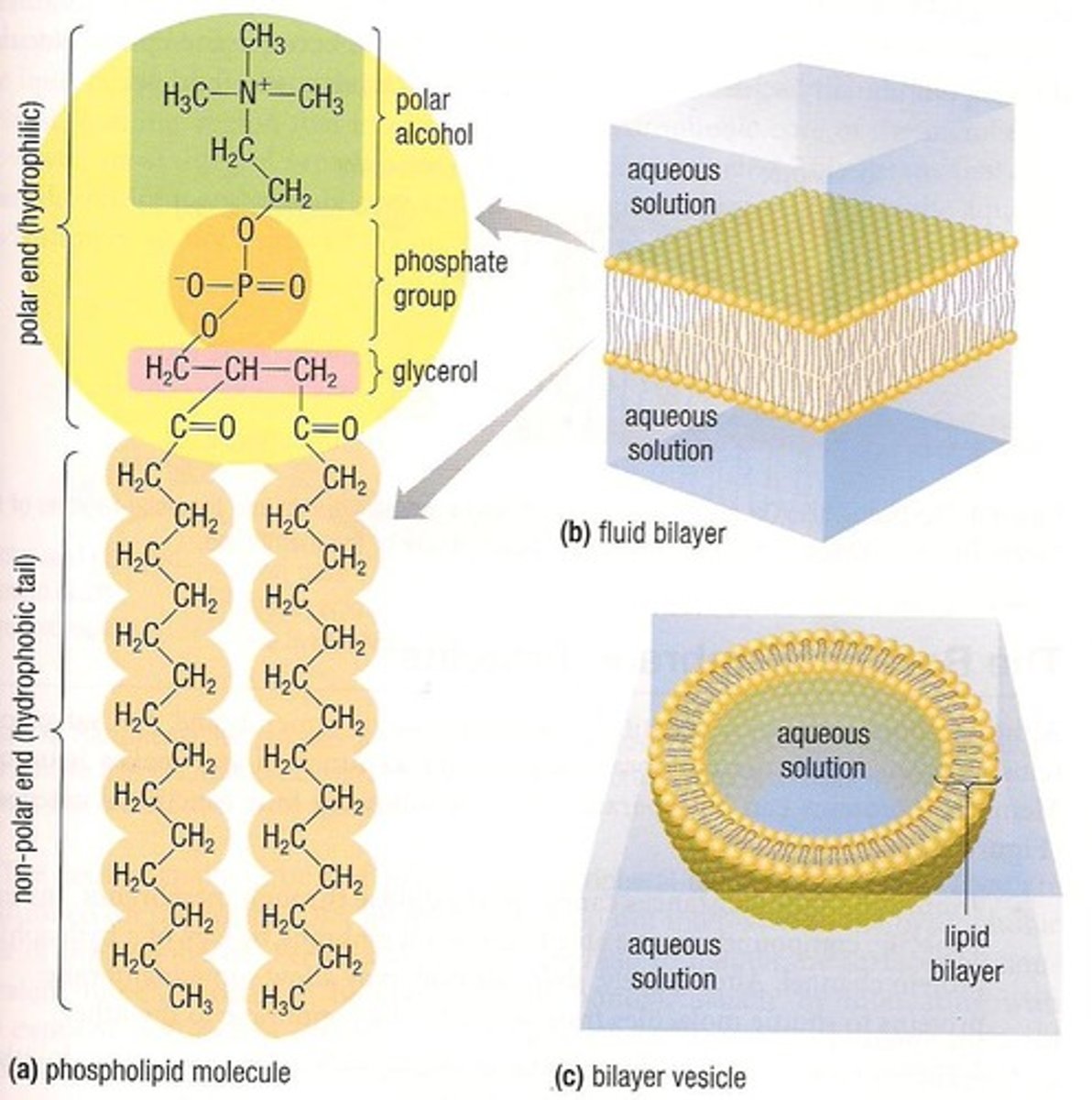 <p>Formed by hydrophobic tails and hydrophilic heads in water, making up the majority of the cell membrane.</p>