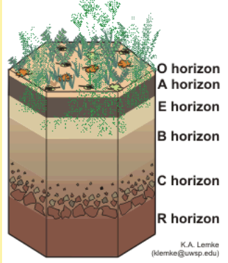 <p><span><strong><span>O-</span></strong><span> litter layer high in organic matter with no minerals or rock particles</span></span><br><span><strong><span>A-</span></strong><span> topsoil layer rich in humus and finely decomposed rock with little or no clay</span></span><br><span><strong><span>E-</span></strong><span> contains decomposed minerals, but little clay or organic matter</span></span><br><span><strong><span>B-</span></strong><span> decomposed minerals and clay</span></span><br><span><strong><span>C-</span></strong><span> slightly decomposed rock</span></span><br><span><strong><span>R-</span></strong><span> bedrock</span></span></p>