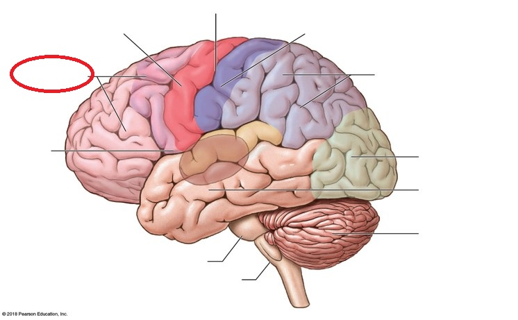 <p>Identify the indicated lobe of the cerebral hemispheres</p>