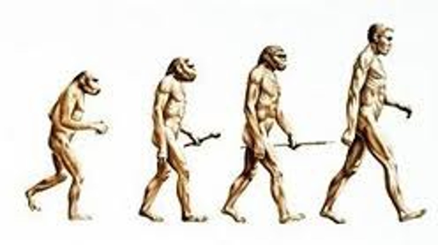 <p>A species on the human branch of the evolutionary tree; a member of the family Hominidae, including Homo sapiens and our ancestors</p>