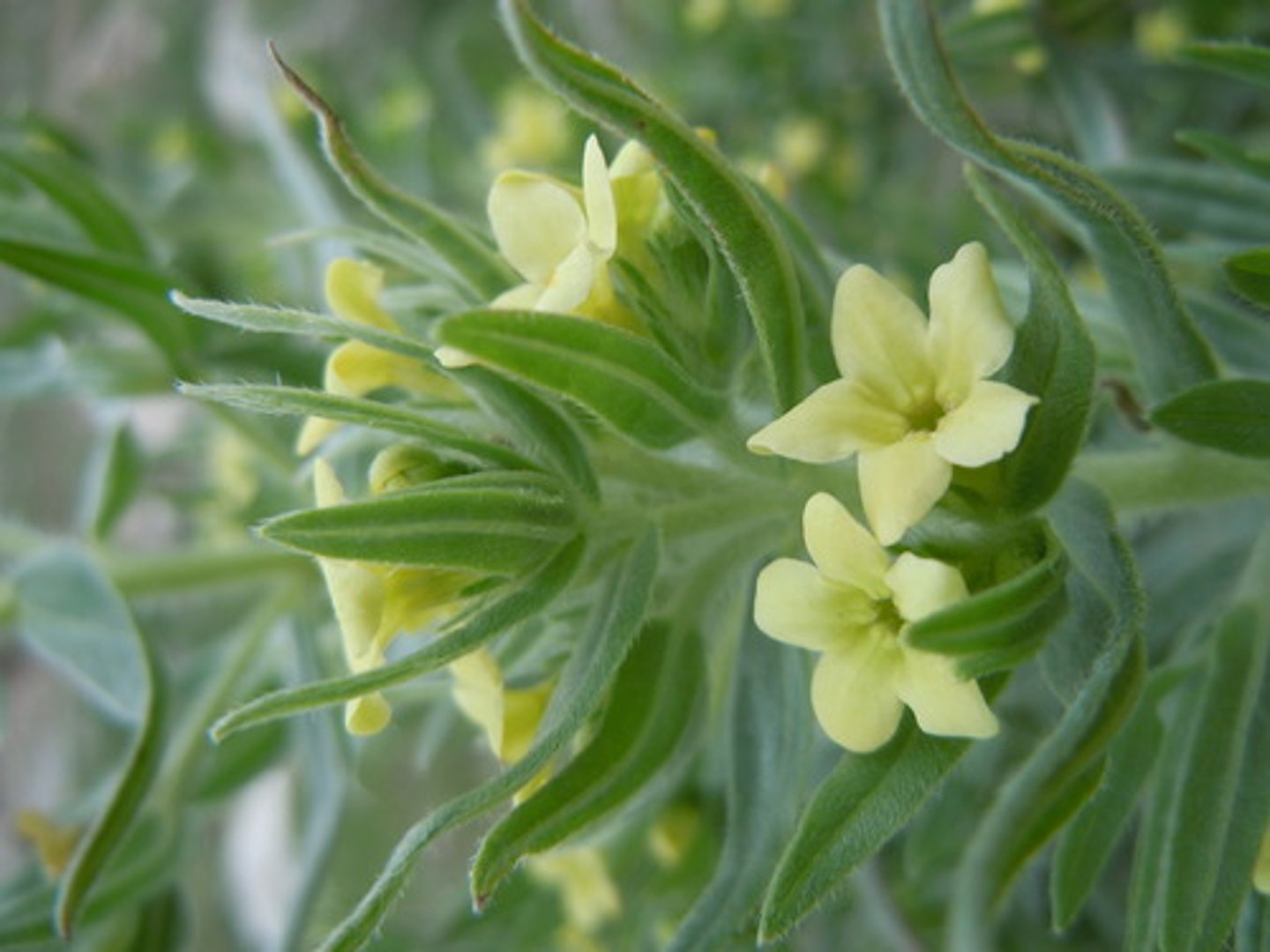 <ul><li><p>hairs</p></li><li><p>alternate leaf</p></li><li><p>5-merous flower with bract</p></li></ul><p>Genus</p>