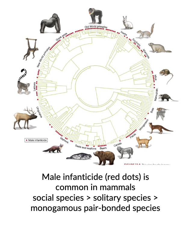 infanticide