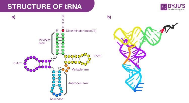 <p>70-90 nucleotides long, hydrogen bonds between complementary bases allows for 4 double-helical segments and 3 loops. Can also fold on itself into an L shape. a.a attached to 3’ end’s CCA nucleotide sequence, terminal Adenine acts as actual attachment for a.a during tRNA molecule activation</p>