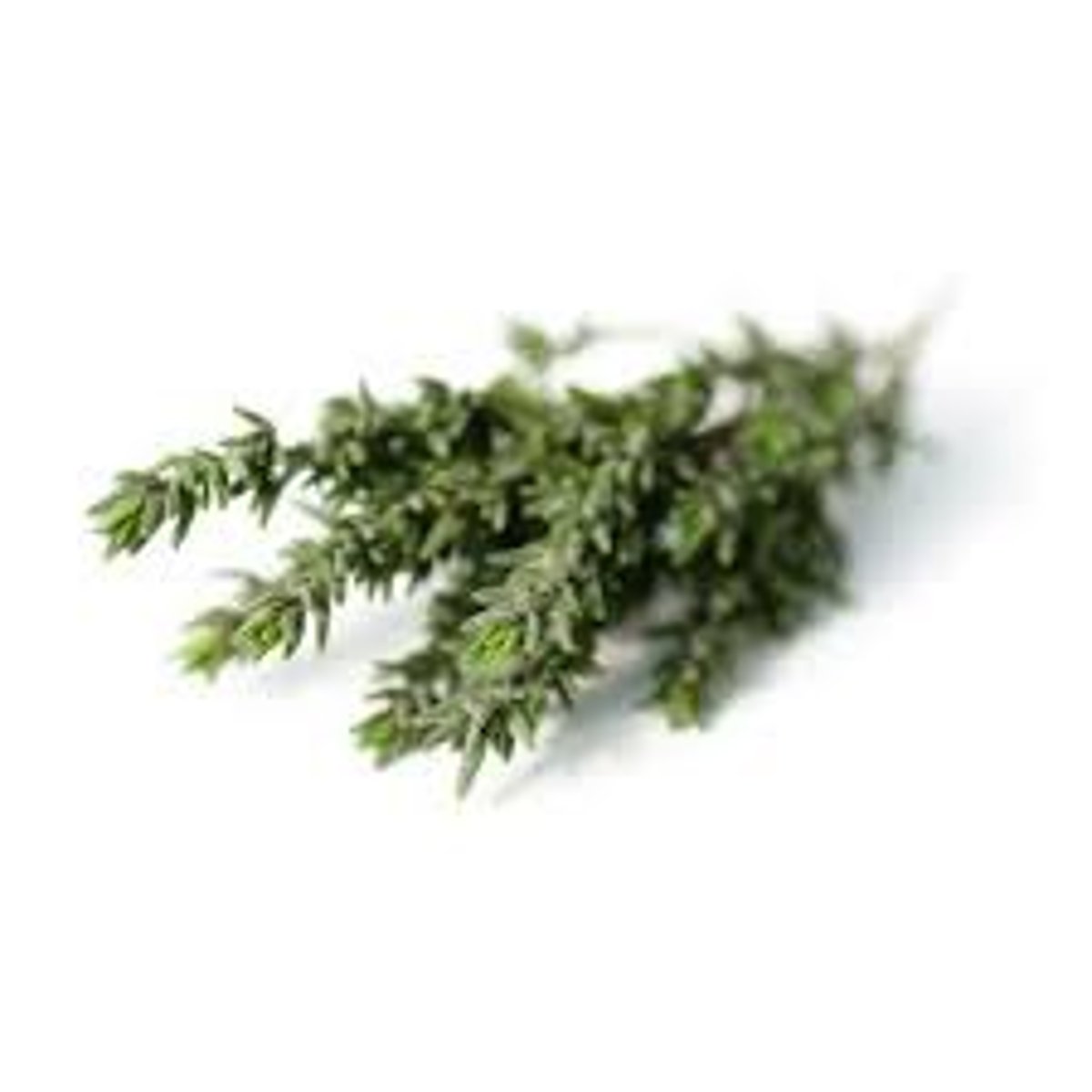 <p>thyme</p>