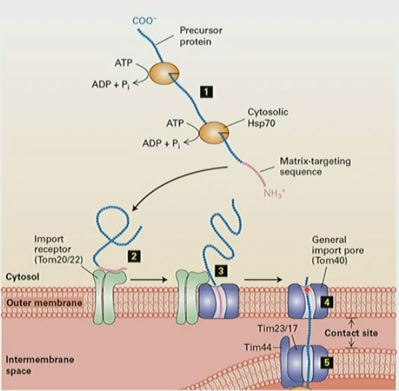 <ol><li><p>amphipathic N-terminal targeting seq target proteins to mito matrix</p></li><li><p>Tom20/22 outer membrane import receptor binds to seq</p></li><li><p>target signal inserted into translocon Tom40</p></li><li><p>protein moves through Tom40 and inserts into inner membrane translocon Tim</p></li><li><p>protein binds to matrix Hsp70 to “pull” peptide through </p></li><li><p>Hsp70 ATP hydrolysis releases protein </p></li><li><p>protein folds</p></li></ol><p></p>