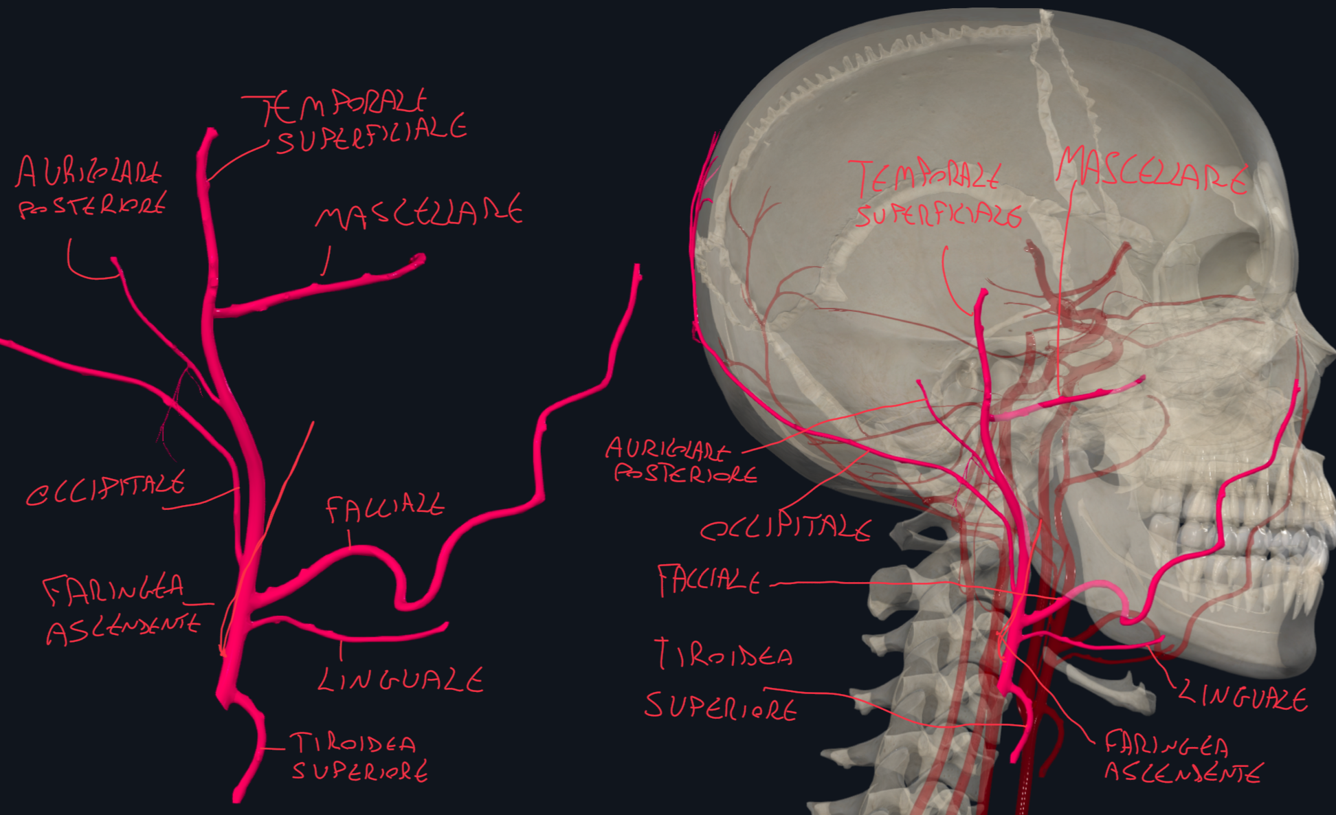 <p>In Ordine Topografico:</p><ul><li><p>Arteria Tiroidea Superiore → per tiroide e laringe</p></li><li><p>Arteria Faringea Ascendente → per pareti faringee</p></li><li><p>Arteria Linguale → per lingua e pavimento bocca</p></li><li><p>Arteria Facciale → per cute, muscoli facciali → ramifica in labiale superiore, inferiore e angolare</p></li><li><p>Arteria Occipitale → per regione nucale</p></li><li><p>Arteria Auricolare Posteriore → per padiglione auricolare e scalpo retroauricolare</p></li><li><p>Arteria Mascellare → profondo e attraversa le fosse extracraniche</p></li><li><p>Arteria Temporale Superficiale&nbsp;</p></li></ul><p></p>