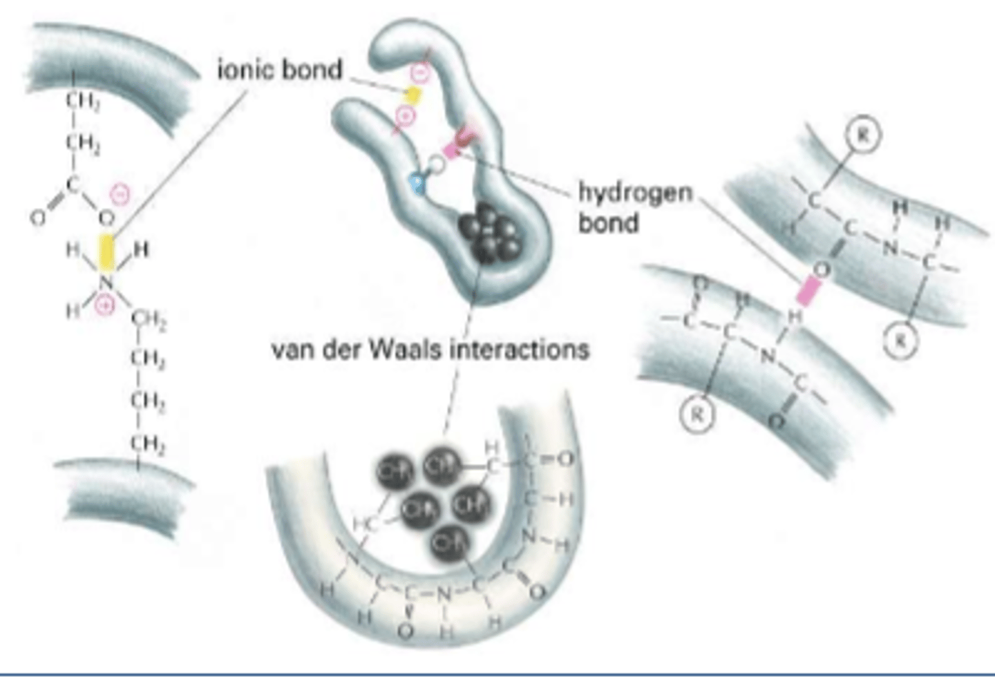 <p>H bonds</p><p>disulfide bonds</p><p>ionic bonds</p><p>van der Waals interactions</p><p>hydrophobic interactions</p>