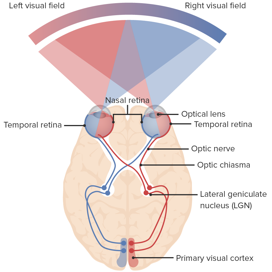 <p>what side of the occipital lobe processes our RIGHT visual field?</p>