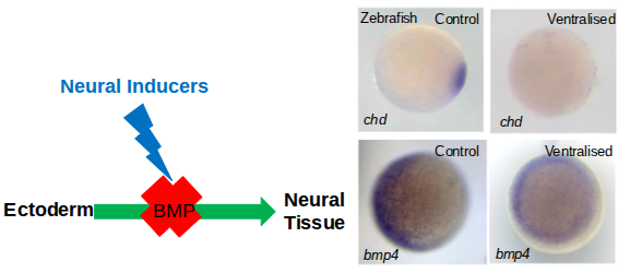<p>It states that ectodermal cells naturally adopt a neural fate unless they receive signals from neighbouring cells; during normal development, BMPs inhibit this default neural fate and instead specify epidermis on the ventral side of the embryo.</p>