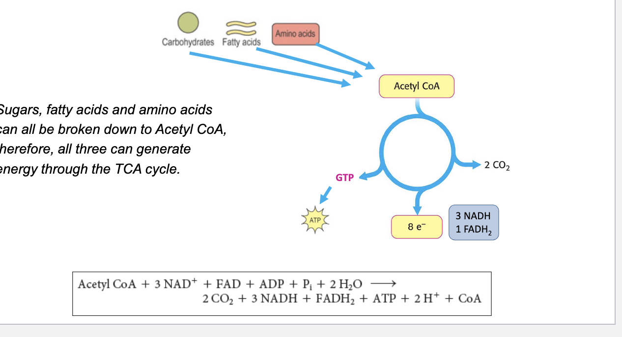 <ul><li><p>sugars, fatty acids and AA can all be broken down to <strong>acetyl coA</strong> → all 3 can generate energy through the TCA cycle</p></li><li><p>final reaction</p><ul><li><p><span>Acetyl CoA + 3NAD+ + FAD + ADP + Pi + 2 H2O → 2 CO2 + 3 NADH + FADH2 + ATP + 2H+ + CoA</span></p></li></ul></li></ul><p></p>