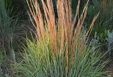 <p>Little bluestem</p>