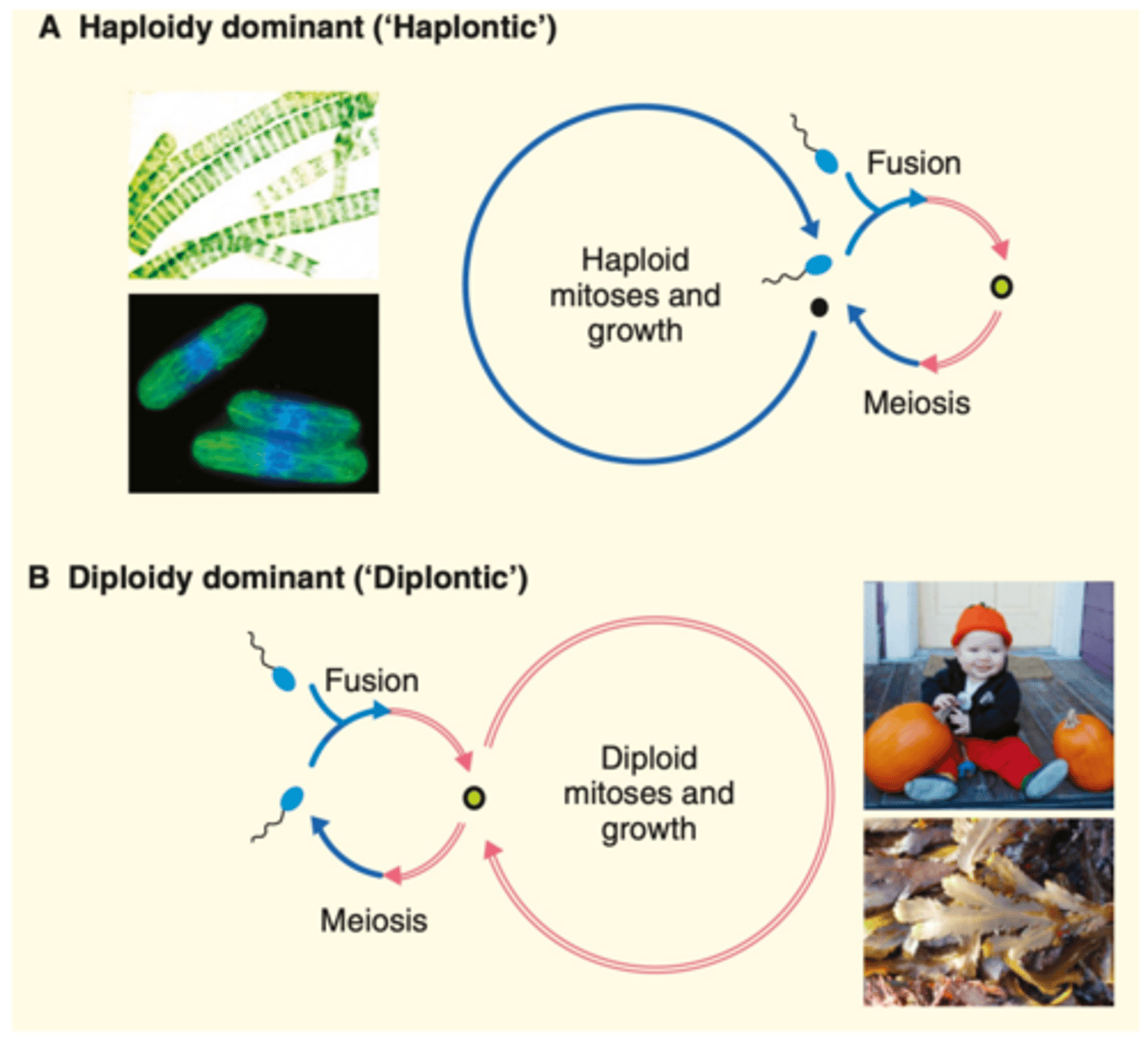 <p>-Haplontic: haploid gametes fuse, diploid zygote created, the diploid zygote undergoes meiosis and becomes haploid, cells stay haploid and do mitosis to grow for most of their life</p><p>-Diplontic: haploid gametes fuse, diploid zygote created, zygote does mitosis and grows (spends most of its life diploid), some diploid cells undergo meiosis to generate gametes</p><p>-chlamy specific:</p><p>undergo sexual and asexual reproduction. Under normal conditions, chlamys undergoes asexual reproductions producing copies of itself. Under stressful conditions, chlamys undergoes sexual reproduction (sexual reproduction allows for recombination during meiosis, which results in variation and therefore increased adaptation in natural selecton).</p>