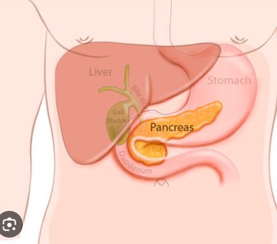 <p>is a <strong>glandular organ</strong> located in the <strong>abdomen</strong>, behind the stomach, and plays a crucial role in both <strong>digestive</strong> and <strong>endocrine</strong> functions. It has both <strong>exocrine</strong> and <strong>endocrine</strong> functions, making it a mixed gland. The pancreas is both an <strong>exocrine</strong> (digestive) and <strong>endocrine</strong> (hormonal) organ.</p><ul><li><p class=""><strong>Exocrine function</strong>: Produces digestive enzymes and bicarbonate to aid in digestion.</p></li><li><p class=""><strong>Endocrine function</strong>: Regulates blood glucose levels through hormones like <strong>insulin</strong>, <strong>glucagon</strong>, <strong>somatostatin</strong>, and <strong>pancreatic polypeptide</strong>.</p></li></ul><p></p>