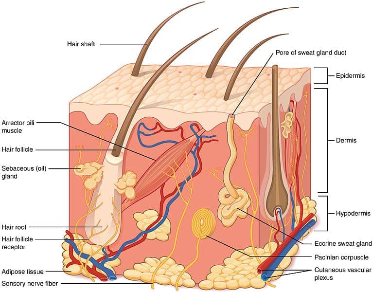 <p><span style="color: rgb(43, 49, 80)">Which exocrine gland produces sweat on the epidermal surface?</span></p>