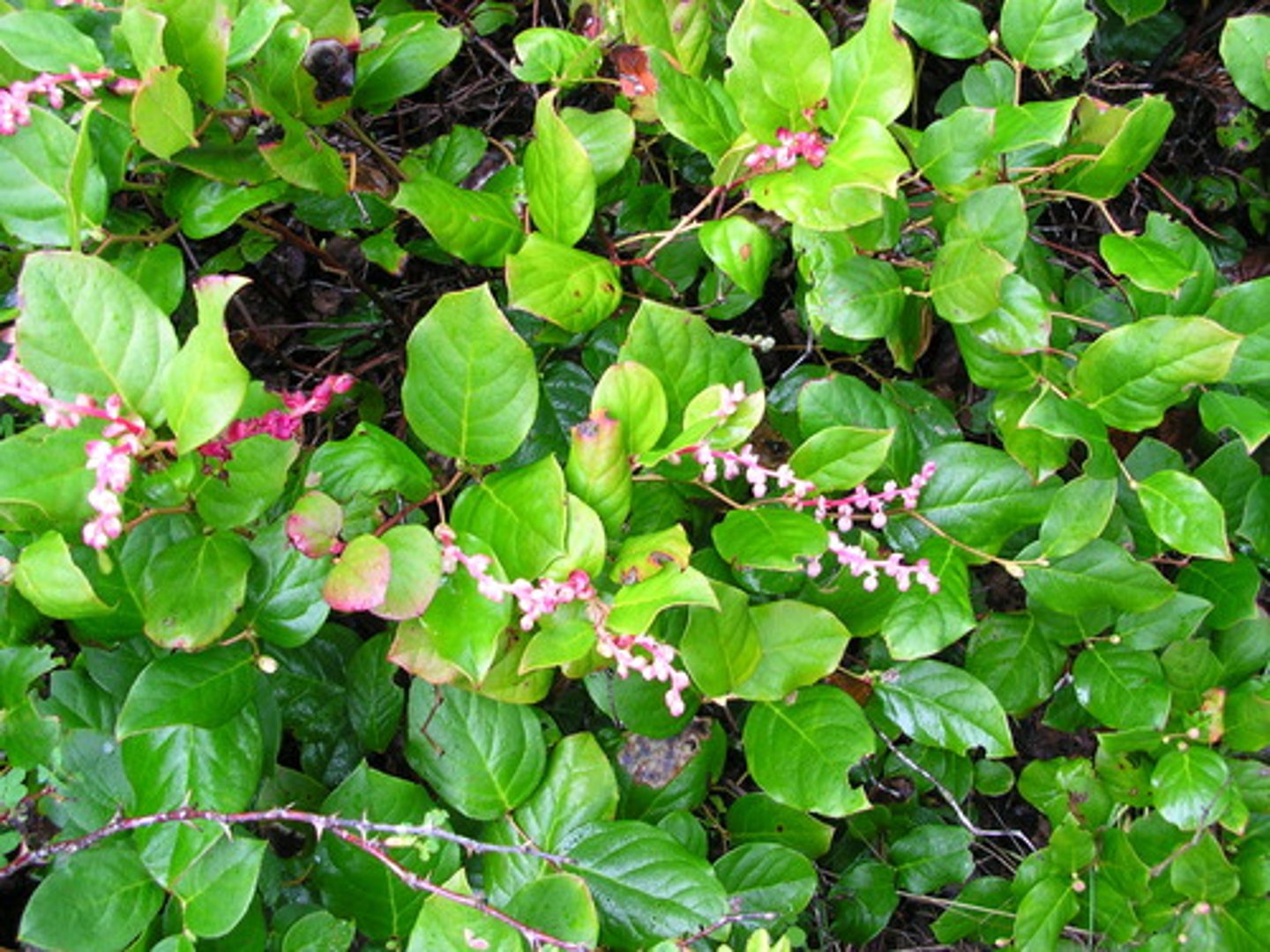 <p>Leaves ovate, with pointed tips. Waxy, "puffy" areas between veins, smooth margins. Stems green. Fruit red to dark blue/black (blueberry-esque) with red stems, flowers "urn" shaped and white.</p>