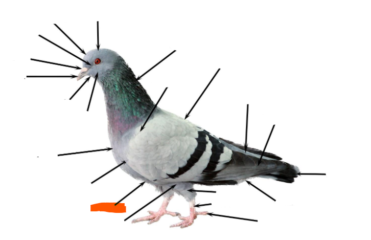term image