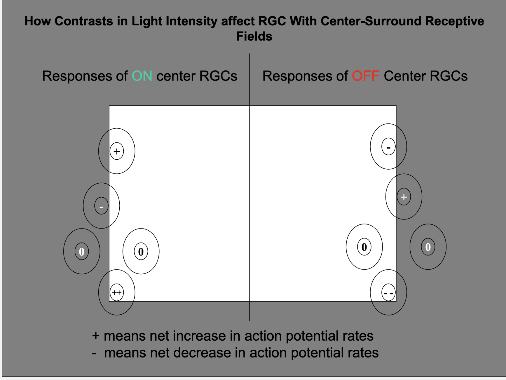 <p>Explain what’s happening here and the responses of RGCs with different receptive fields just outside vs inside the border of the light reflected off a sheet of white paper on a black background?</p>