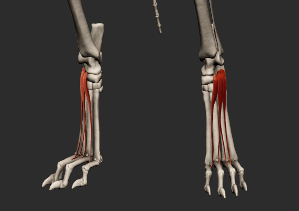 <p>odstup: dorsální plocha tarsu</p><p>úpon: 3 úponové větve- II., III. a IV. prst</p><p>funkce: napomáhá extenzi v kloubech prstů pánevní končetiny</p>