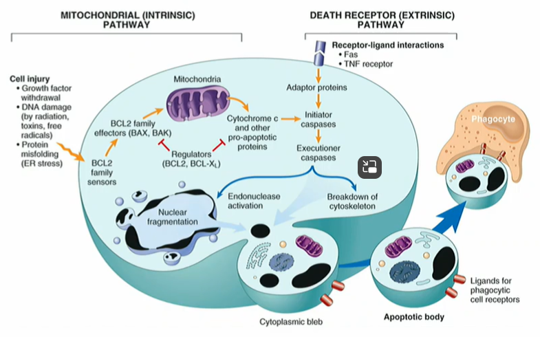 <p>Mitochondrial (intrinsic pathway) or death receptor (extrinsic pathway) </p>