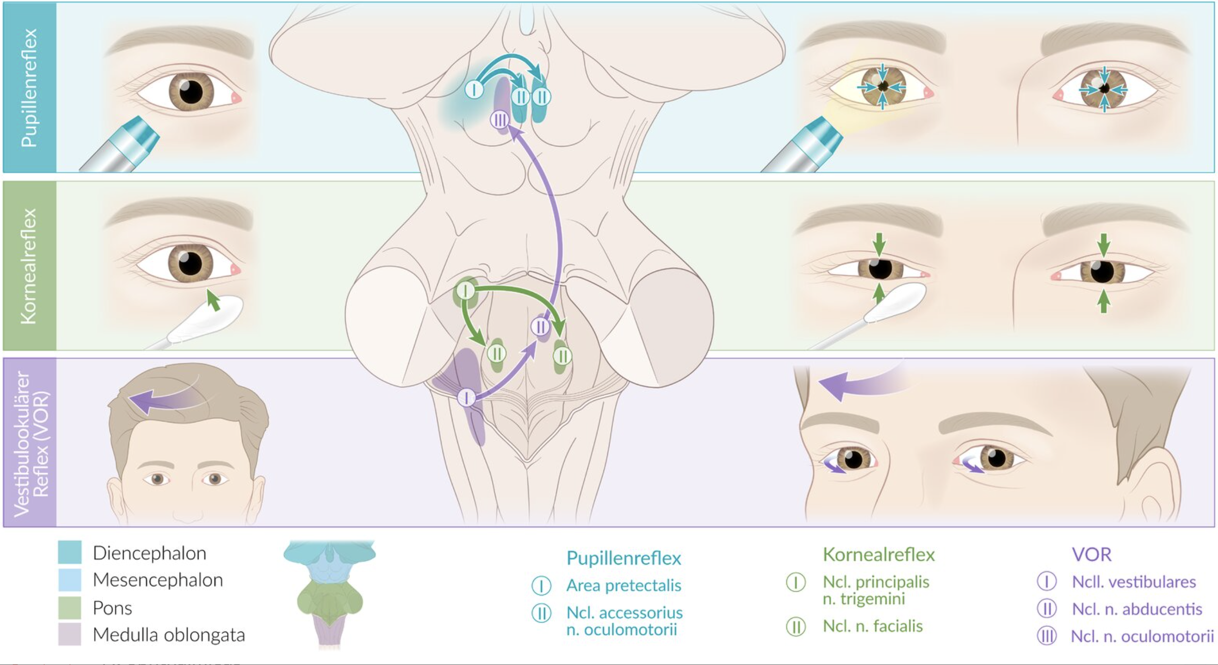 <p>A. N. facialis</p>