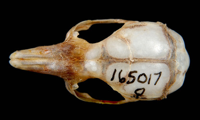 <p>Pacific Jumping Mouse</p><p>hystricomorphic</p><p>4 upper cheek teeth </p>