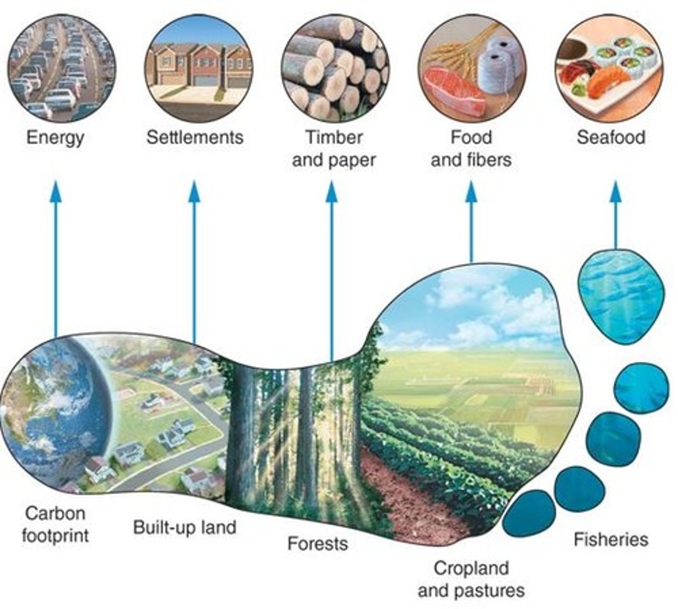 <p>ecological footprint</p>