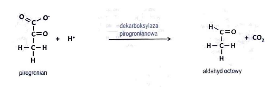 <p>(Liazy)</p><p>Usuwa CO₂ z cząsteczek organicznych.</p>