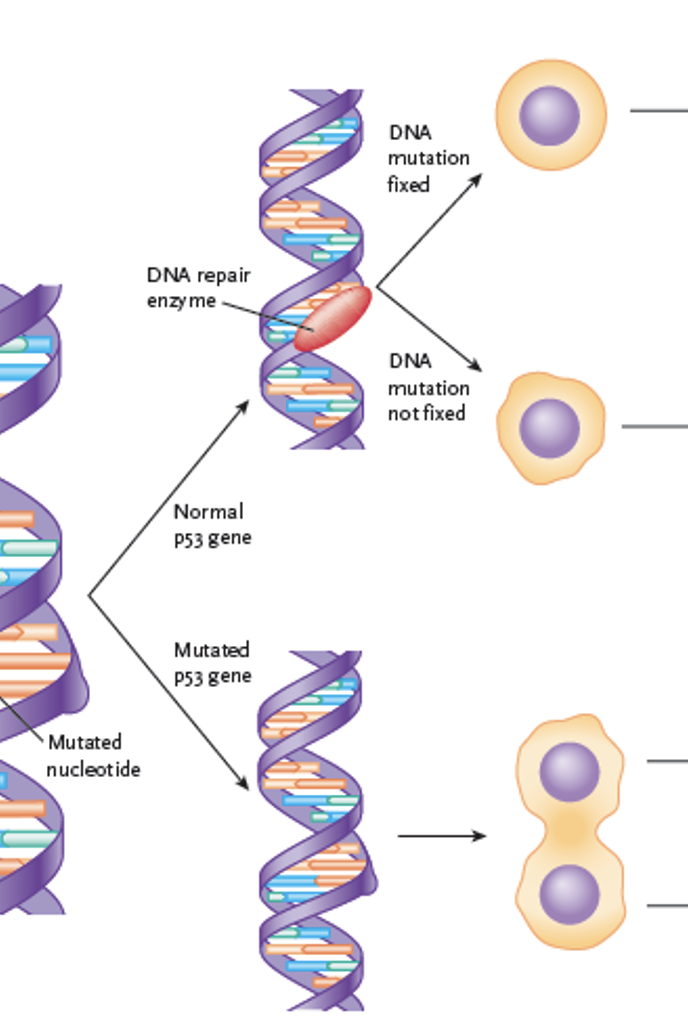 <p>Damaged p53 allows cells with abnormal DNA to divide unchecked, leading to cancer.</p>