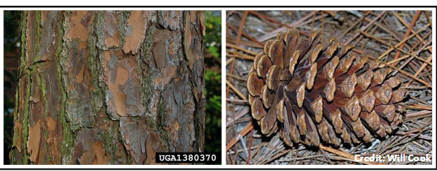 <p>Pinaceae</p><p>Pinus elliottii</p>