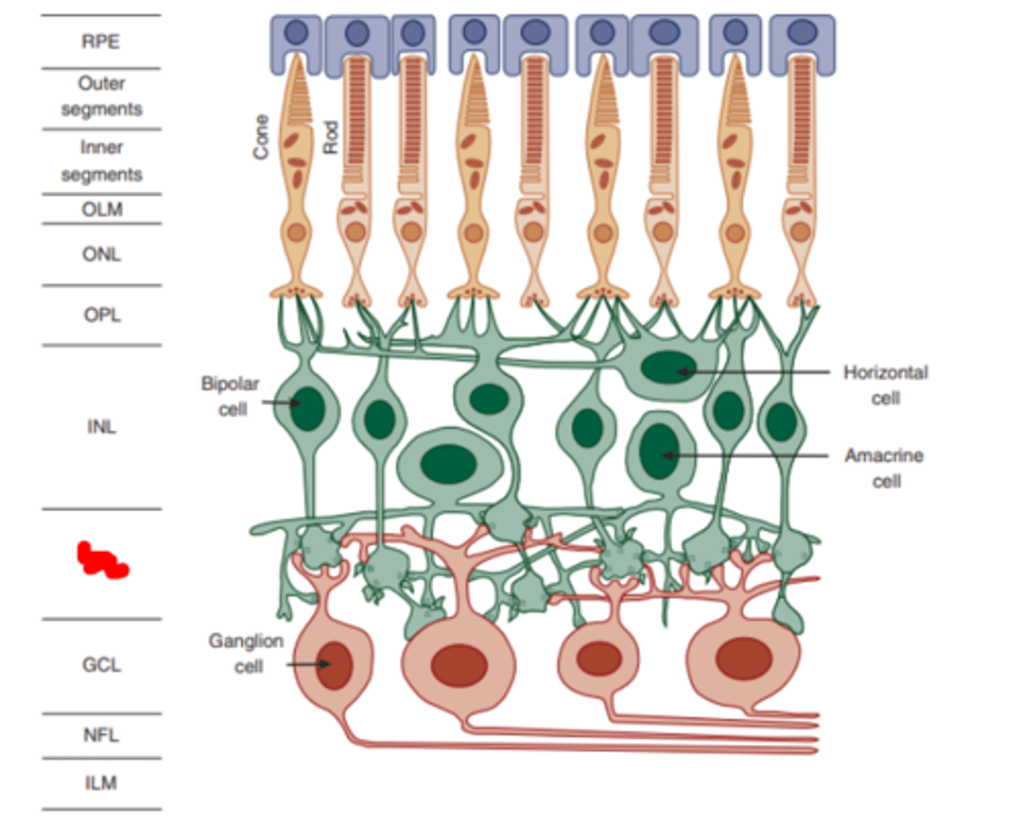 <p>layer of the retina containing synapses between the synaptic endings of bipolar and amacrine cells and the dendrites of ganglion cells.</p>