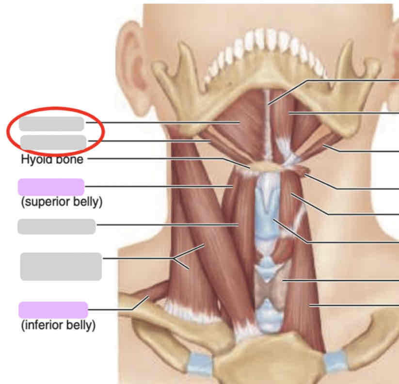 <p>Anterior neck (deep)</p>