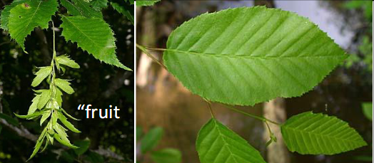 <p>Betulaceae </p><p>Carpinus caroliniana </p>