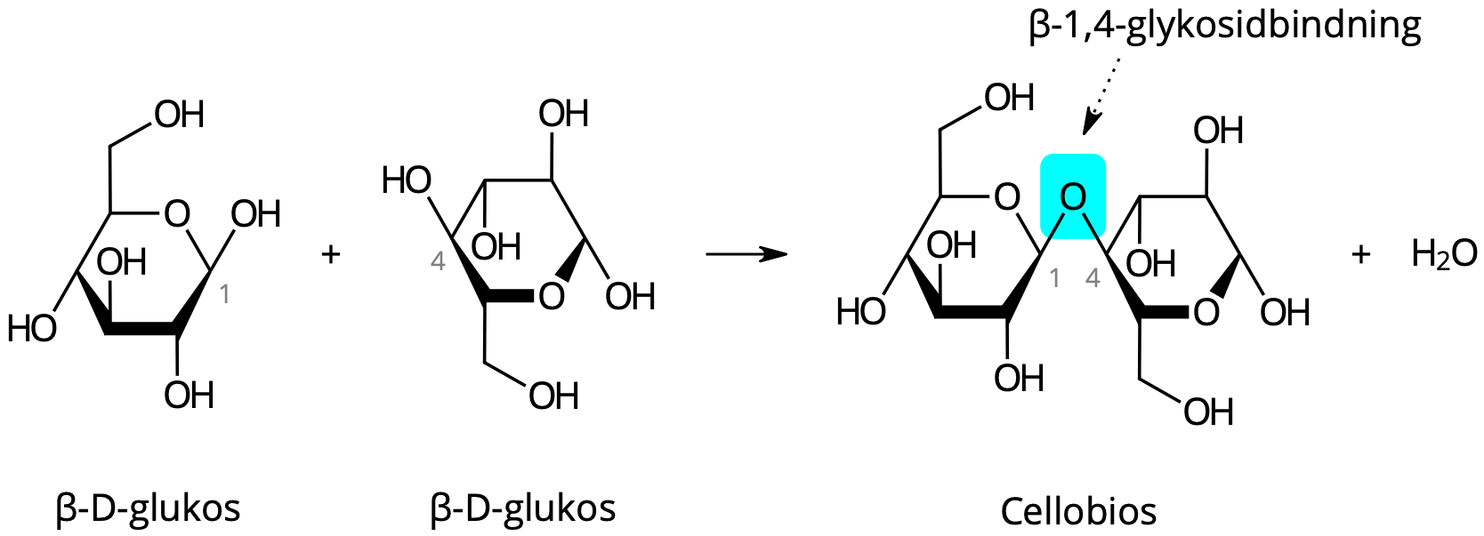 <p>+ H2O</p><p>Kol 1 och 4 binder till varandra med en β-1,4-glykosidbinding </p><p>Gubbe nr 2 vrids “upp och ner”</p><p></p>