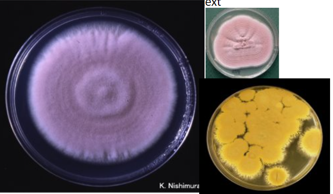 <p>Paecilomyces sp</p>