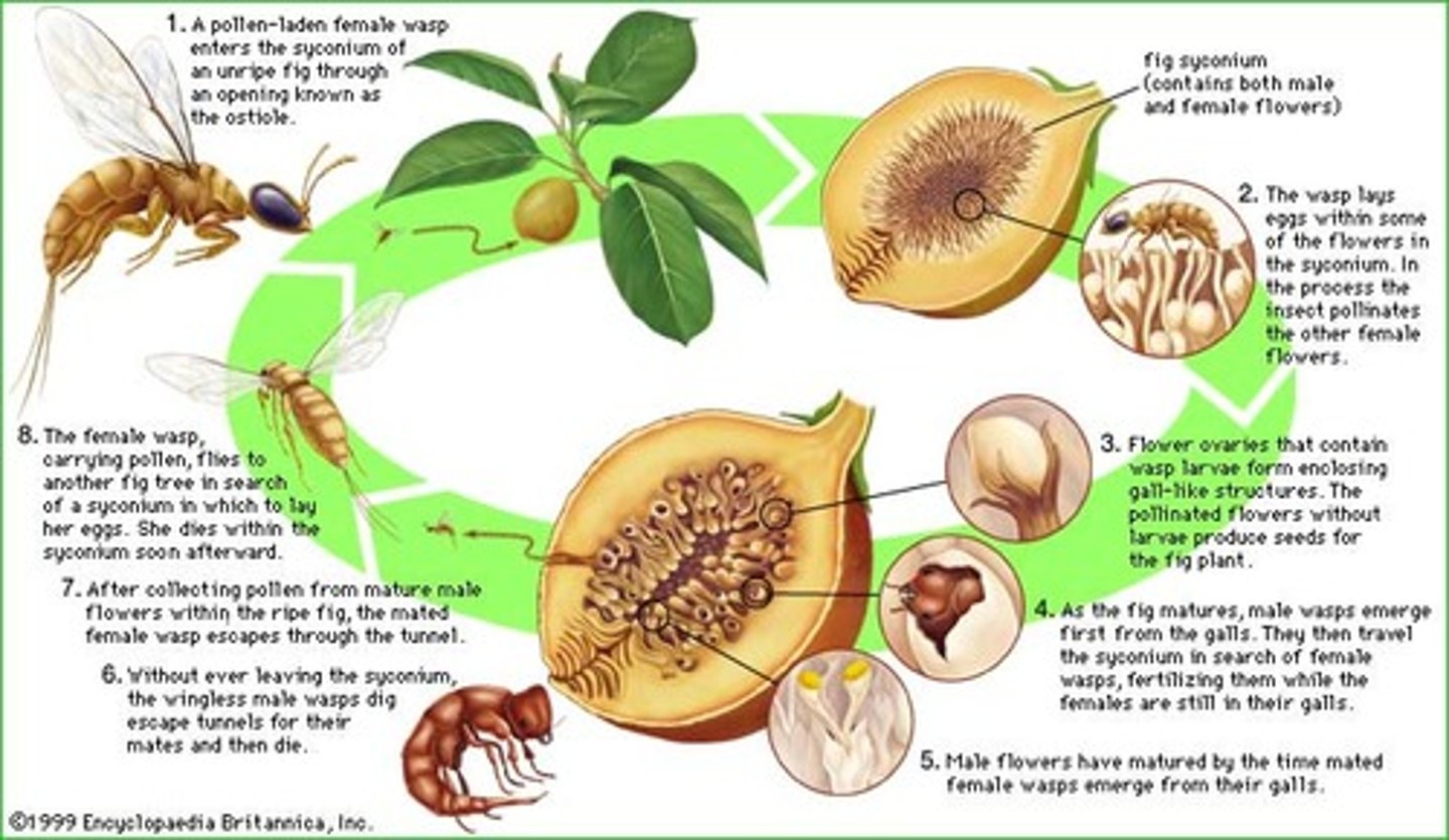 <p>- Figs are pollinated by small wasps</p><p>- Female wasps enter the syconium through the ostiole (wings and antennae are stripped off)</p><p>- Female wasps carry pollen from the syconium where she was born</p><p>- She pollinates, lays eggs in flowers, then dies</p>