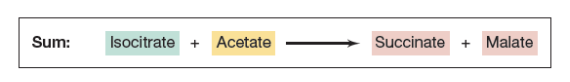 <p><strong>FALSE</strong></p><p>Glyoxylate is a <u>two-carbon (2C)</u> compound, while the other product, succinate, is four-carbon (4C)</p>