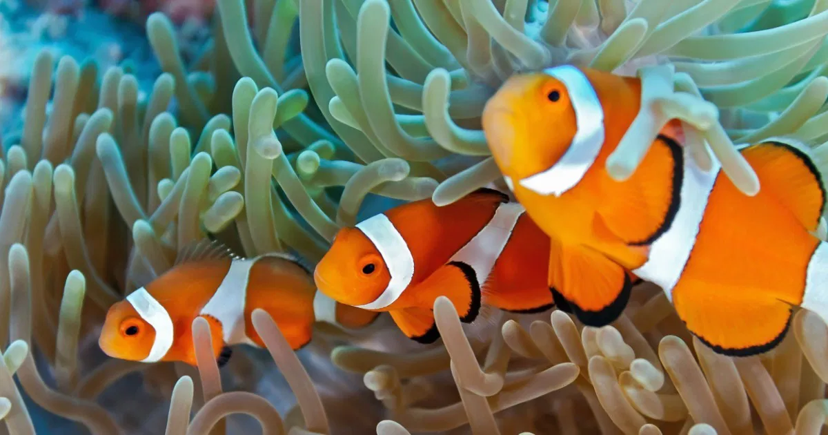 🏠 Relação +/0 em que uma espécie (inquilina) usa outra (hospedeira) como abrigo ou suporte, sem prejudicá-la nem dela retirar alimento.