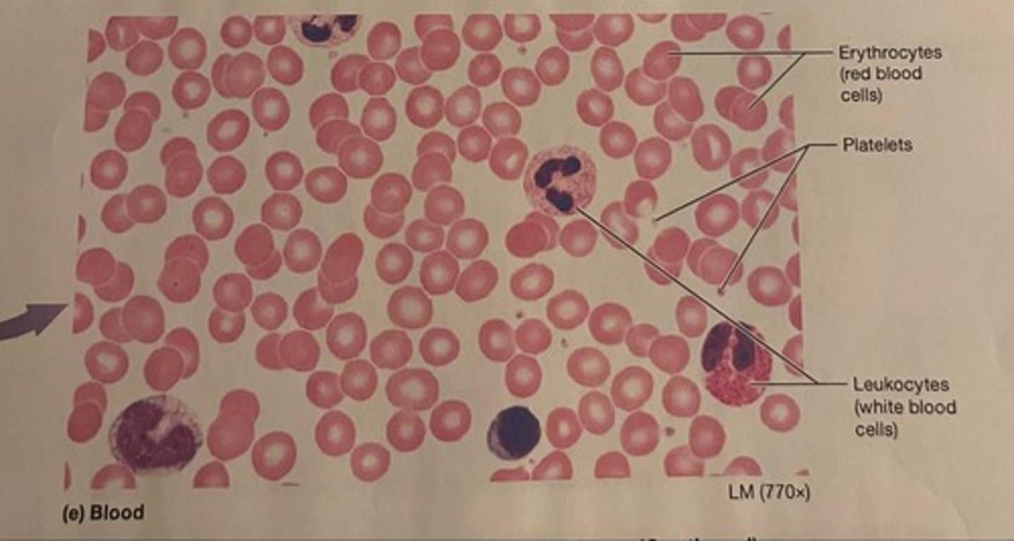 <p>A connective tissue with a fluid matrix called plasma in which red blood cells, white blood cells, and cell fragments called platelets are suspended.</p>